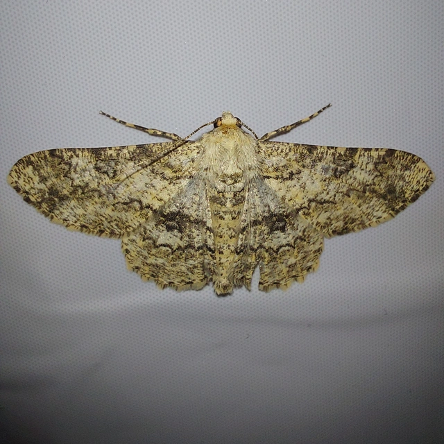 Ascotis selenaria - holdas faaraszoló