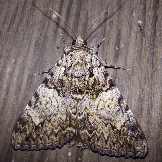 Catocala promissa - kis tölgyfa-övesbagoly
