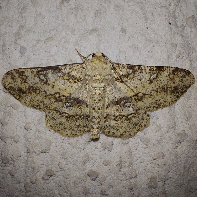 Ascotis selenaria - holdas faaraszoló
