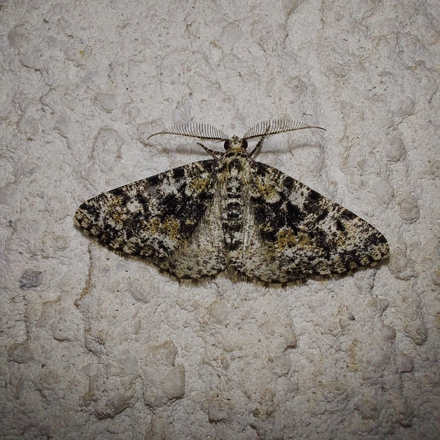 Fagivorina arenaria - bükkfaaraszoló