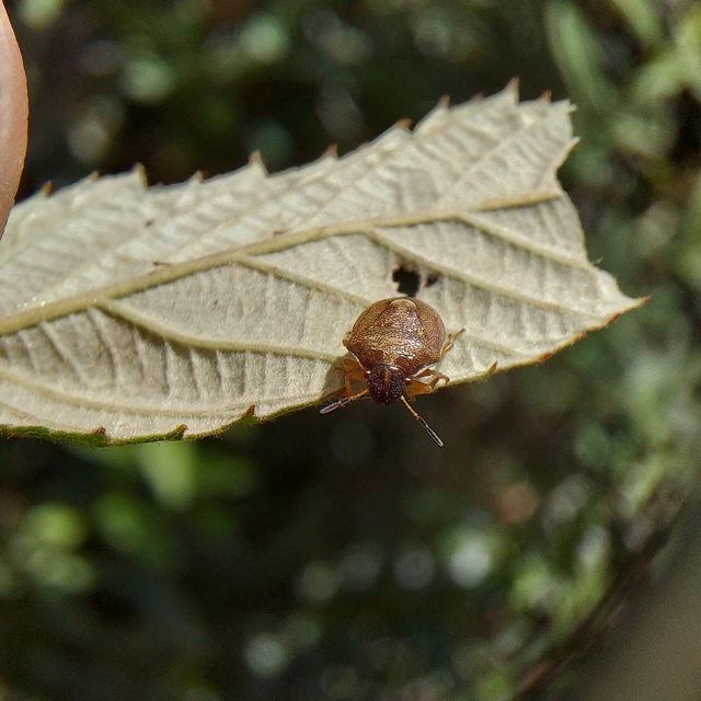 Rubiconia intermedia - bronzos címerespoloska