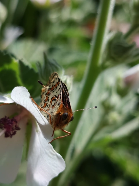 Melitaea didyma - tüzes tarkalepke