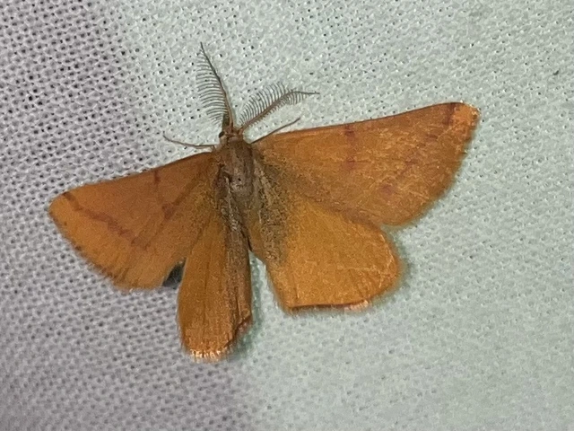 Lythria purpuraria - bíborsávos araszoló