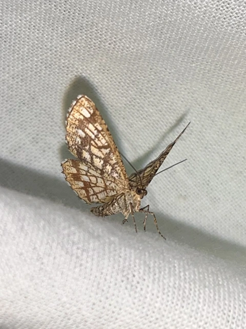 Chiasmia clathrata - rácsos rétiaraszoló