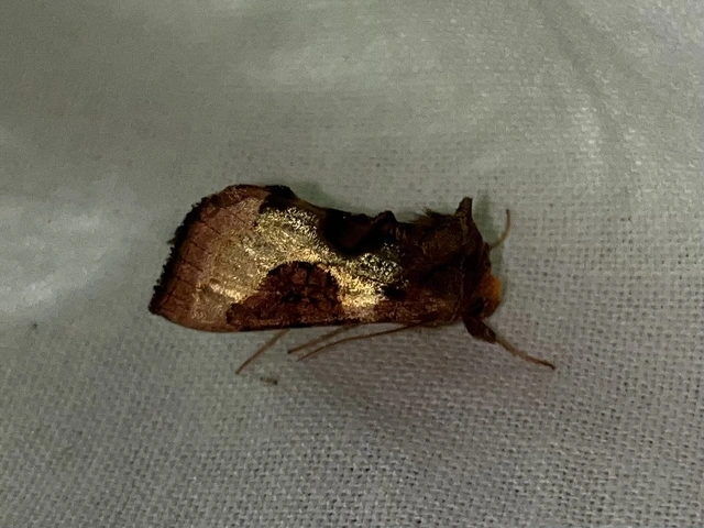 Diachrysia stenochrysis - rejtőző aranybagoly