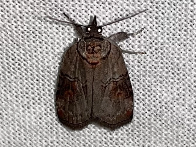 Nycteola asiatica - nyárfa-trapézbagoly