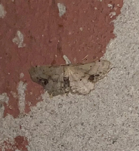 Idaea dimidiata - gyakori apróaraszoló