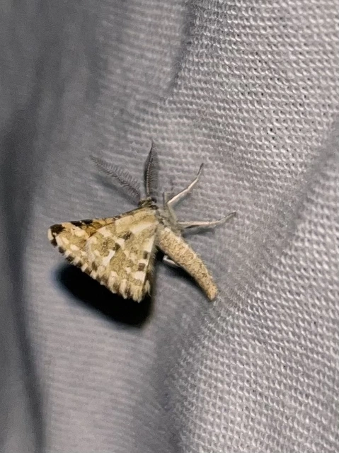 Narraga fasciolaria/tessularia