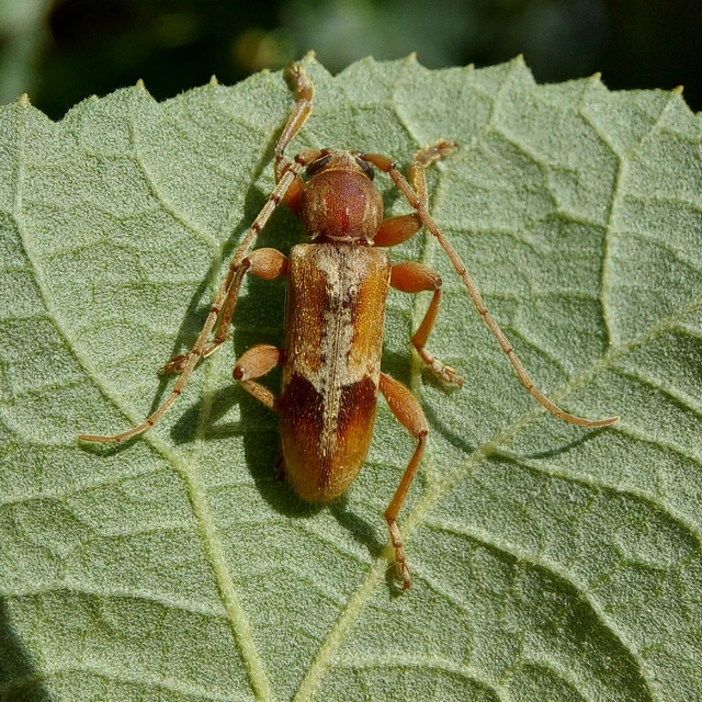 Trichoferus pallidus - sápadt éjicincér