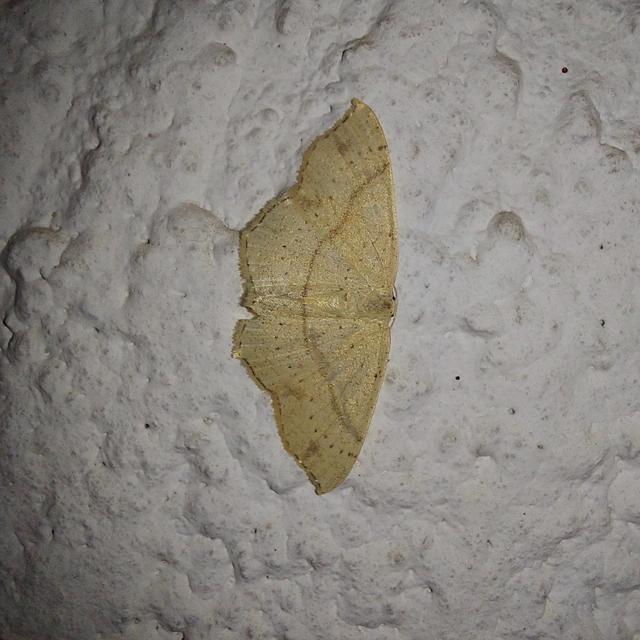 Cyclophora punctaria - sávos pettyesaraszoló
