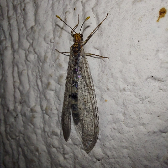 Megistopus flavicornis - kétfoltos hangyaleső