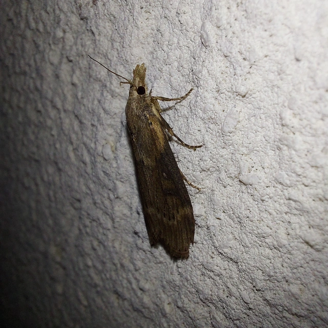 Lamoria