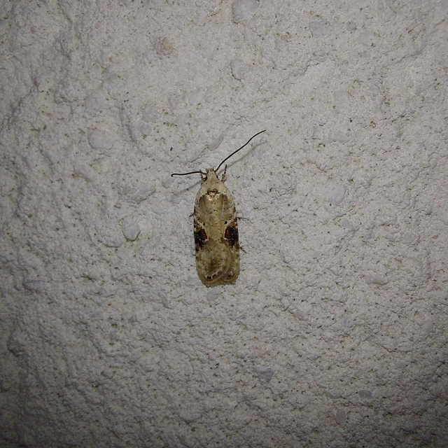 Agonopterix