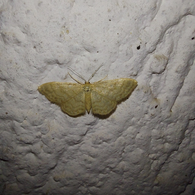 Idaea dilutaria - napvirág-apróaraszoló