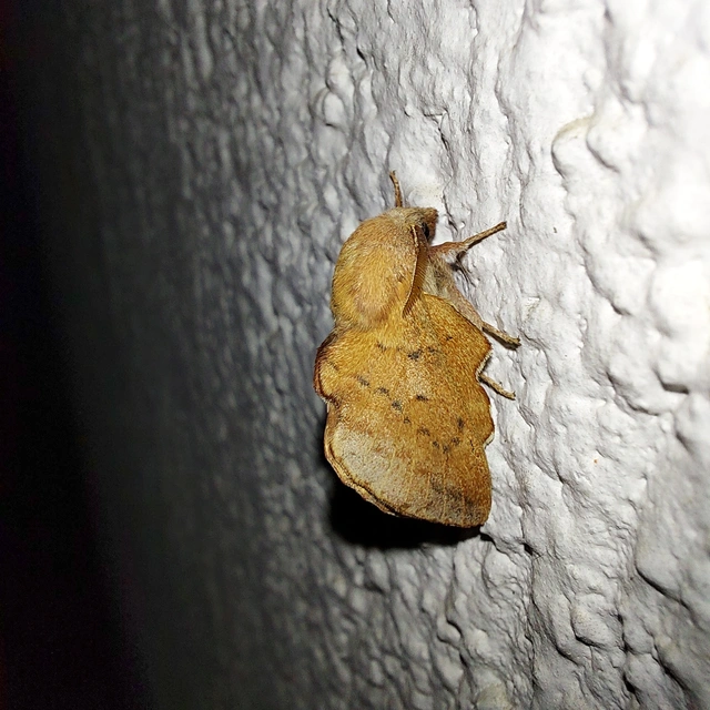 Phyllodesma tremulifolia - nyárlevélpohók