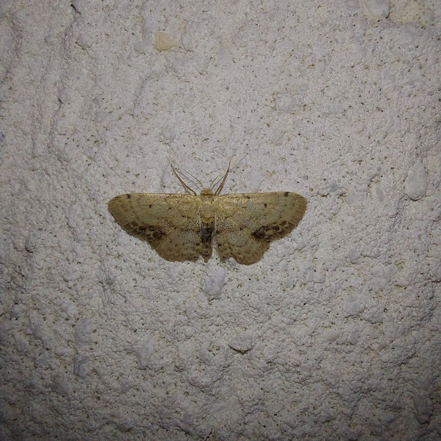 Idaea dimidiata - gyakori apróaraszoló