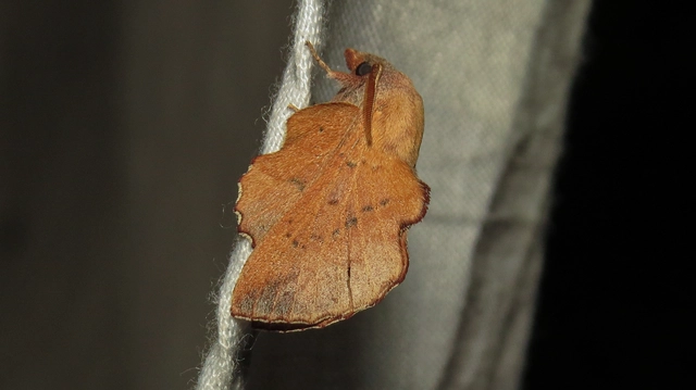 Phyllodesma tremulifolia - nyárlevélpohók