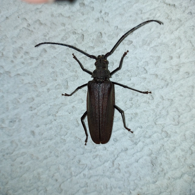 Aegosoma scabricorne - diófacincér