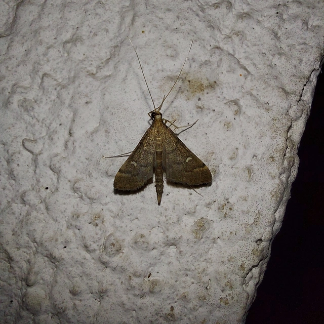 Dolicharthria punctalis - hosszúlábú tűzmoly