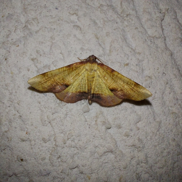 Plagodis dolabraria - baltaszárnyú araszoló