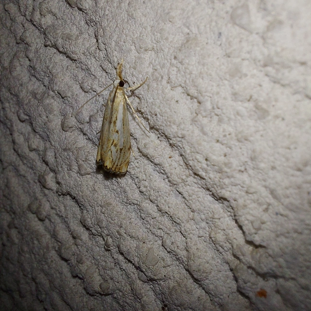 Catoptria falsella - hálós fűgyökérmoly