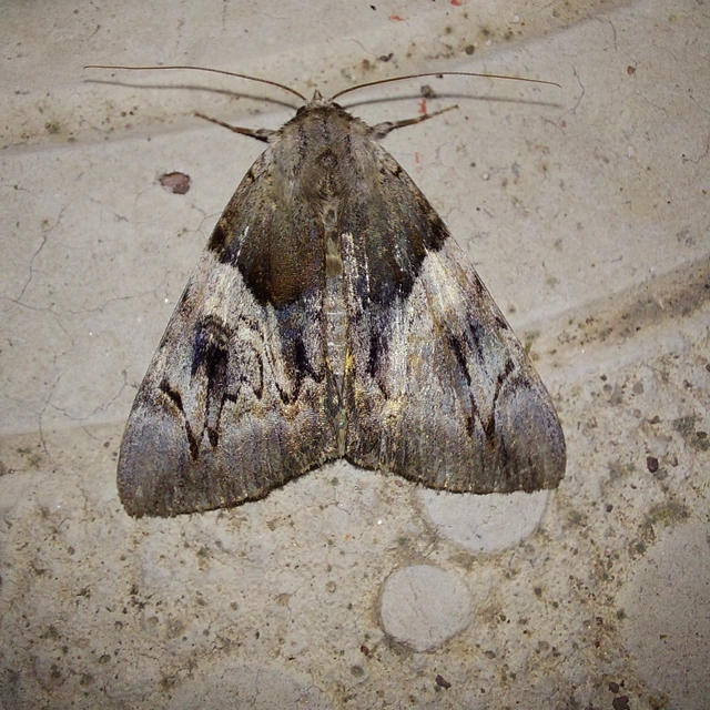 Catocala fulminea - galagonya-övesbagoly