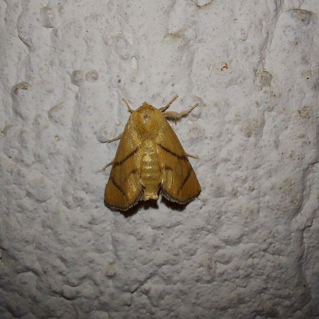Apoda limacodes - kagylólepke