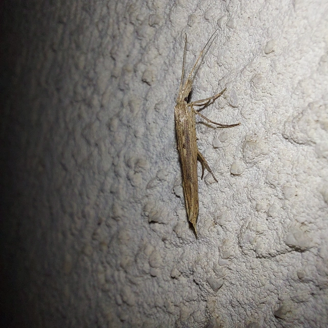 Ypsolopha mucronella - kecskerágómoly