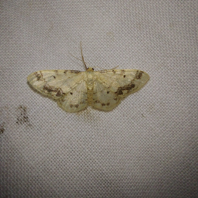 Idaea trigeminata - csúcsfoltos apróaraszoló