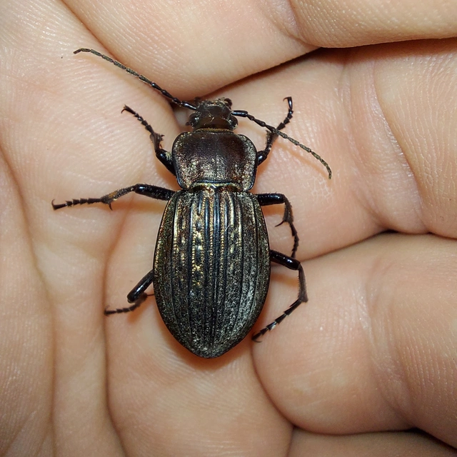 Carabus ulrichii - rezes futrinka Carabus ulrichii - rezes futrinka