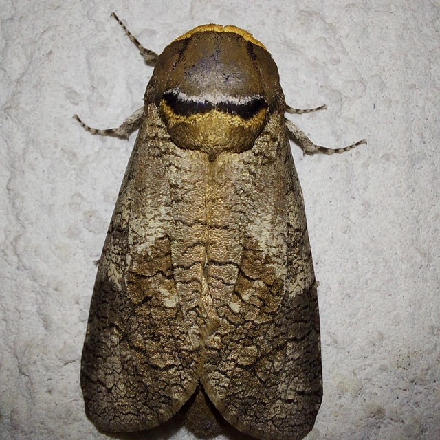 Cossus cossus - fűzfarontólepke