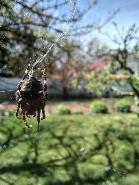 Araneus circe/angulatus