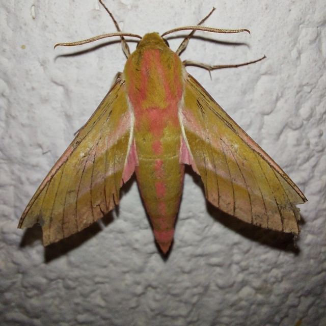 Deilephila elpenor - szőlőszender