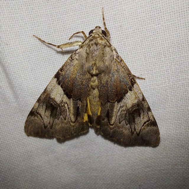 Catocala fulminea - galagonya-övesbagoly
