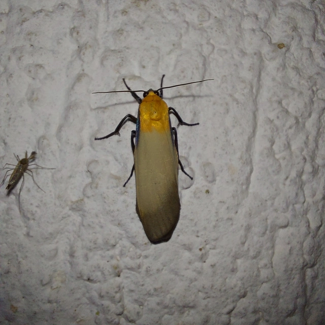 Lithosia quadra - négypettyes zuzmószövő