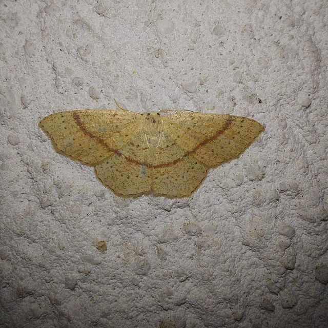 Cyclophora quercimontaria - tölgy-pettyesaraszoló