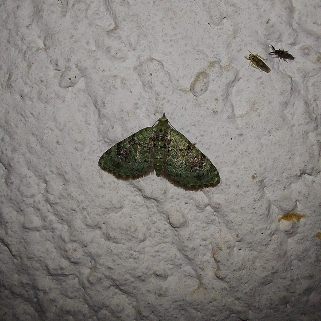 Chloroclystis v-ata - zöldes törpearaszoló