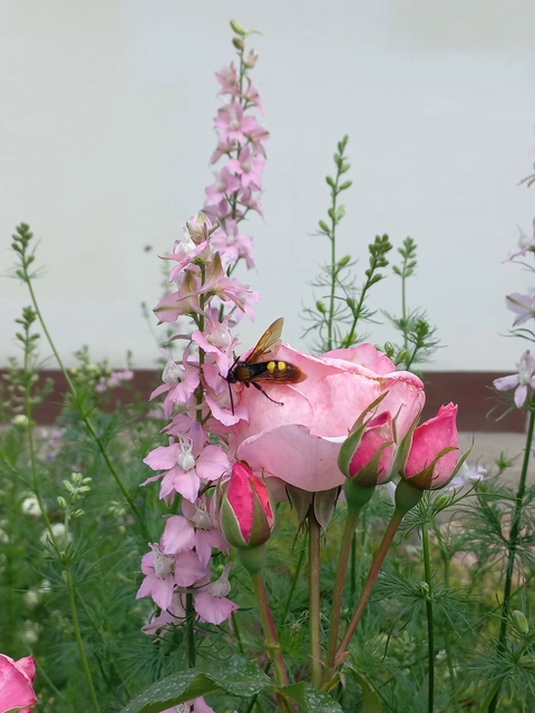 Megascolia maculata - óriás-tőrösdarázs