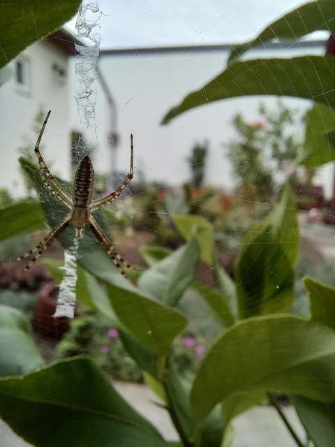 Argiope bruennichi - darázspók
