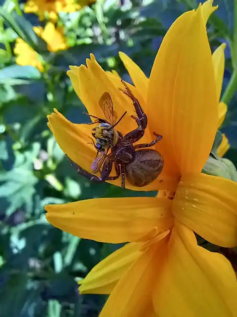 Xysticus