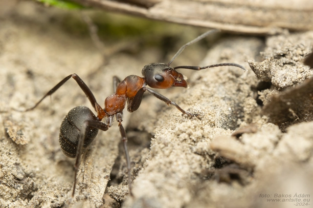 Formica rufa - erdei vöröshangya