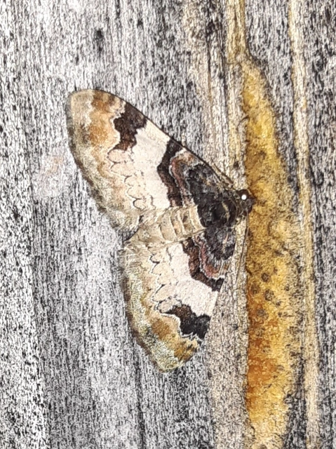 Catarhoe cuculata - csuklyás tarkaaraszoló