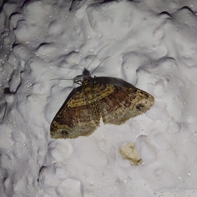 Xanthorhoe ferrugata - kerti tarkaaraszoló