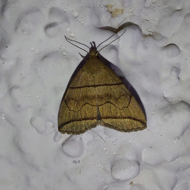 Herminia grisealis - ligeti karcsúbagoly