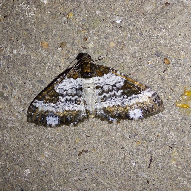 Melanthia procellata - hullámos tarkaaraszoló