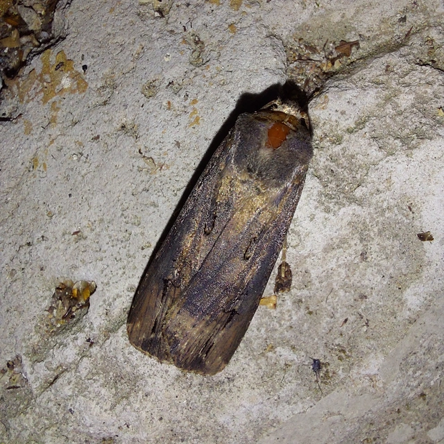 Agrotis ipsilon - nagy földibagoly