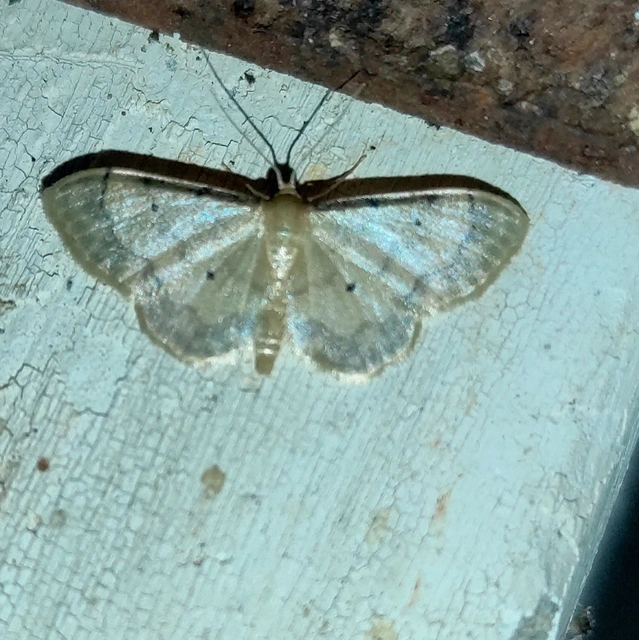 Idaea politaria - vonalas apróaraszoló