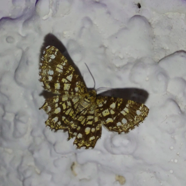 Chiasmia clathrata - rácsos rétiaraszoló