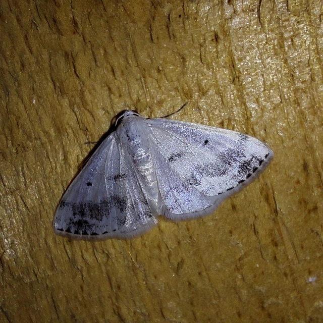 Lomographa temerata - foltos fehéraraszoló
