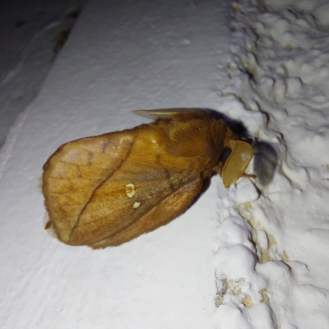 Euthrix potatoria - szomjas pohók